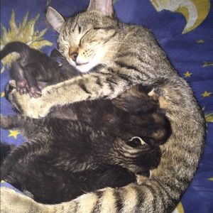 All closet sales go toward local stray cat colony!